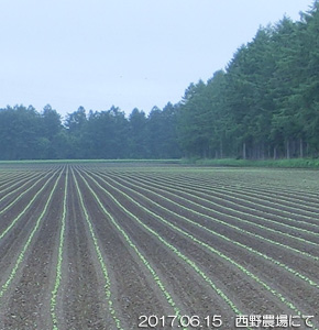 西野農場