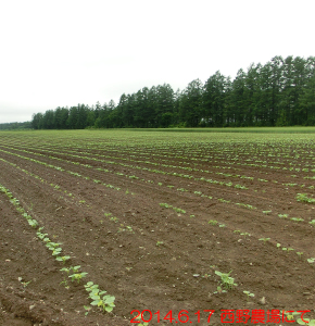 西野農場